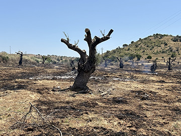 מכון האוניברסיטה הפתוחה לחקר יחסי חברה-צבא: שיחים אלטרנטיביים על יחסי צבא ומתנחלים