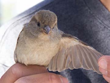 Evolutionary Biology and Behavioral Ecology of Birds Lab
