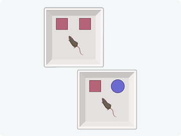 Novel Obje​​​​​ct Recognition 