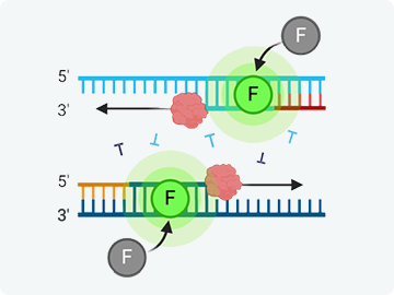 RT-qPCR