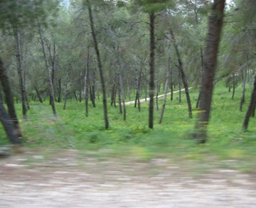 סדנאות פרוזה ושירה 
