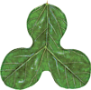 logo merav